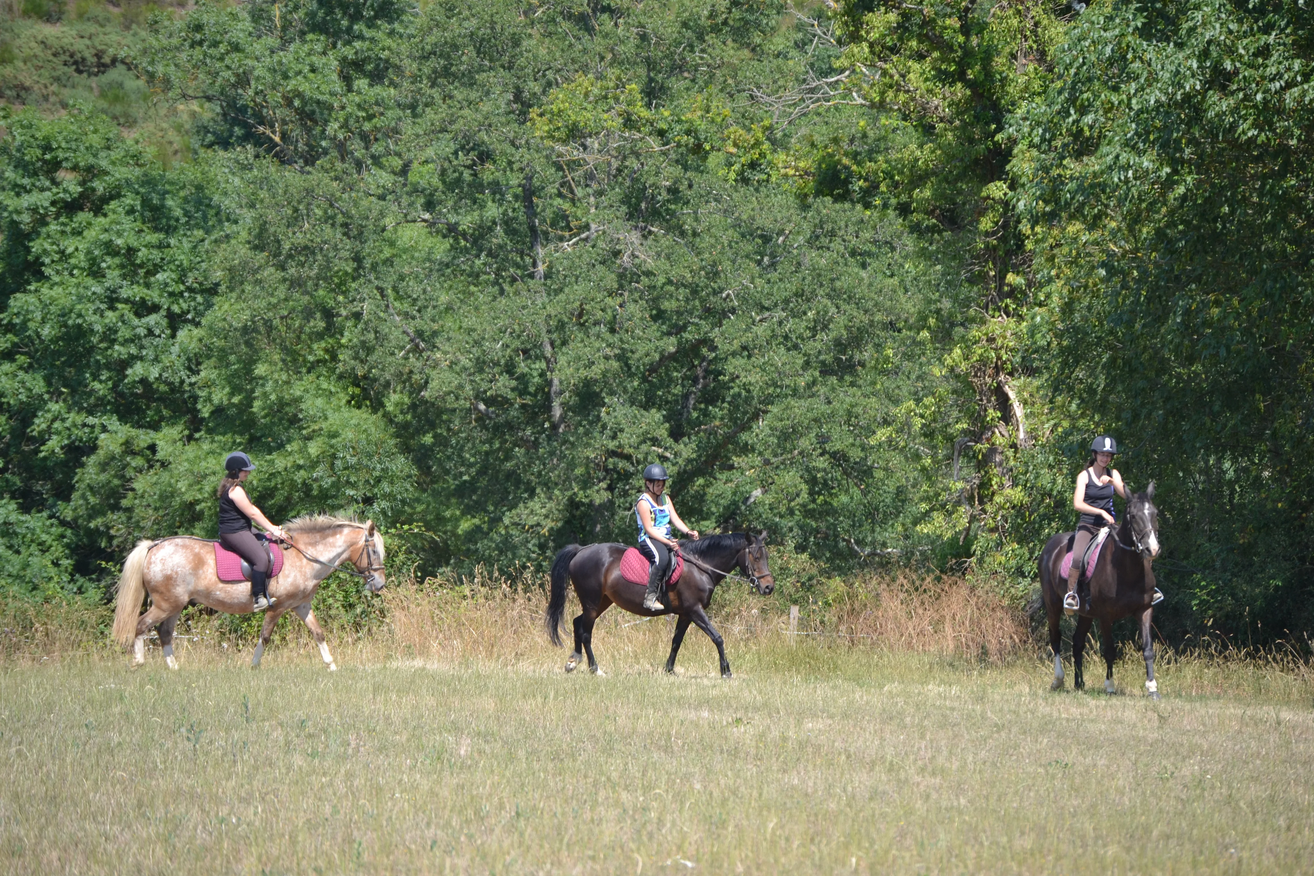 Haras de la Salmonière à Le Fuilet, Maine-et-Loire (49)