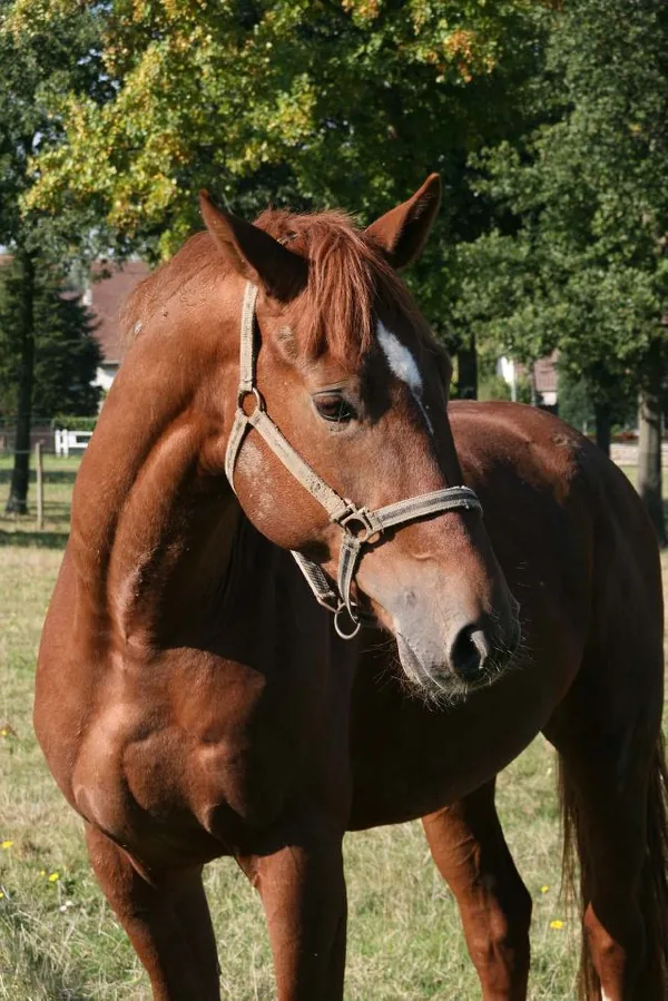 Haras de Bazemont à Bazemont, Yvelines (78)