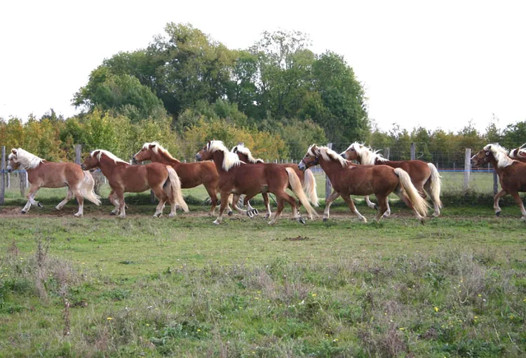 Halfinger Evasion à Villeneuve-la-Guyard, Yonne (89)