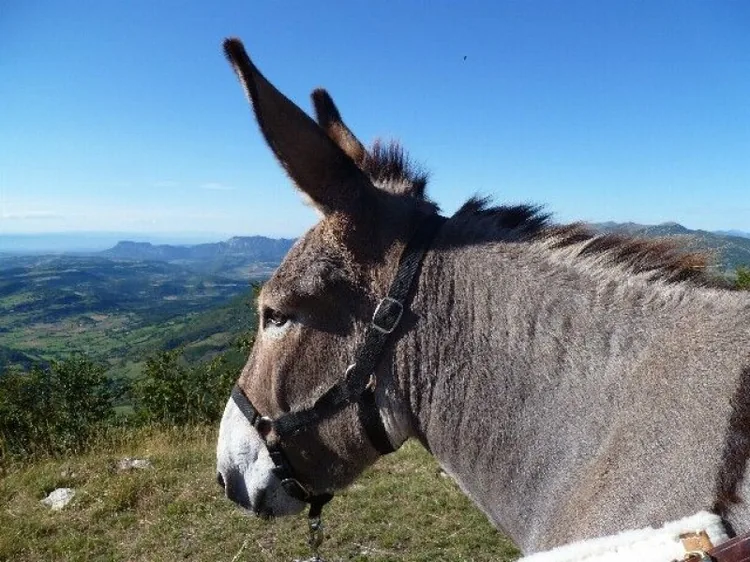 Heureux Qui Comme Ulysse à Francillon-sur-Roubion, Drôme (26)