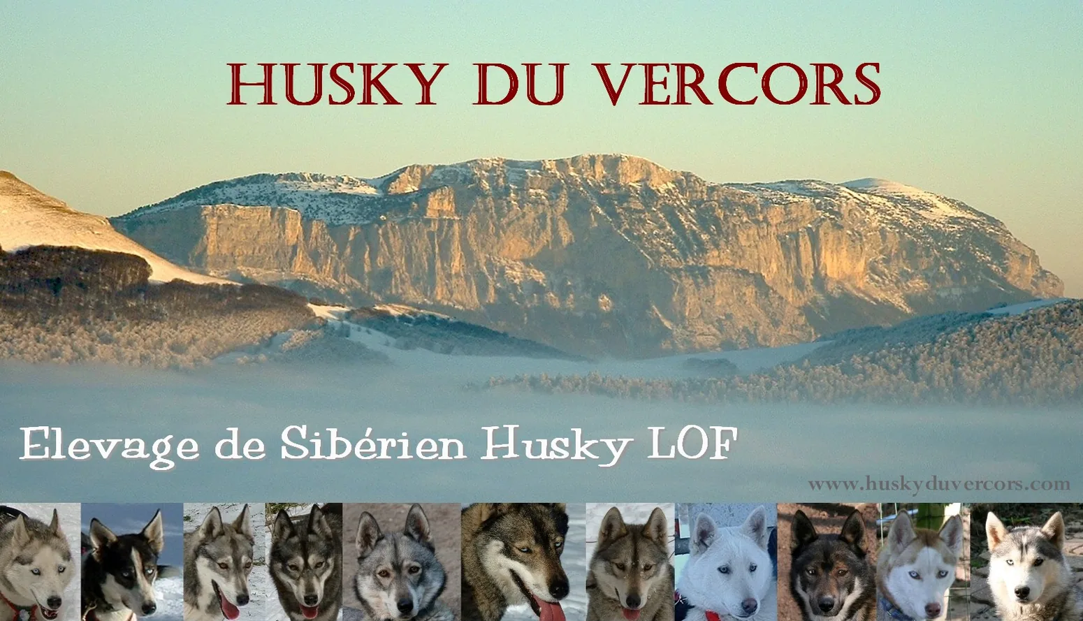 Husky du Vercors à Sainte-Eulalie-en-Royans, Drôme (26)