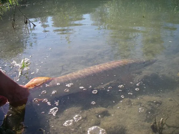 Iktus centre de pêche sportive à Laroin, Pyrénées-Atlantiques (64)