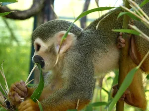 Jardin Zoologique Tropical à La Londe-les-Maures, Var (83)