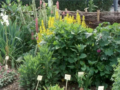 Jardin Conservatoire des Fleurs et Légumes à Saint-Pierre-sur-Dives, Calvados (14)