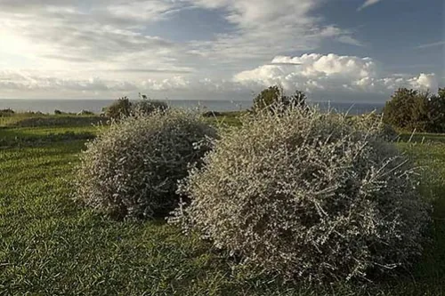 Jardin Botanique littoral Paul Jovet à Saint-Jean-de-Luz, Pyrénées-Atlantiques (64)