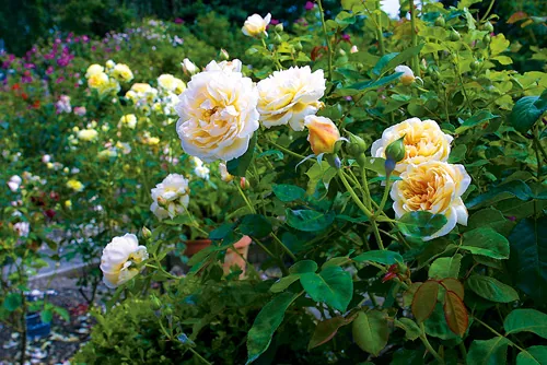 Jardin de Jumaju à Montchamp, Calvados (14)