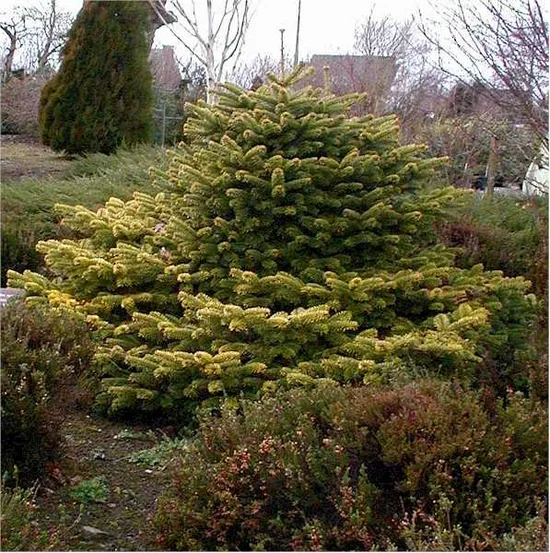 Jardin Botanique des Montagnes Noires à Spézet, Finistère (29)