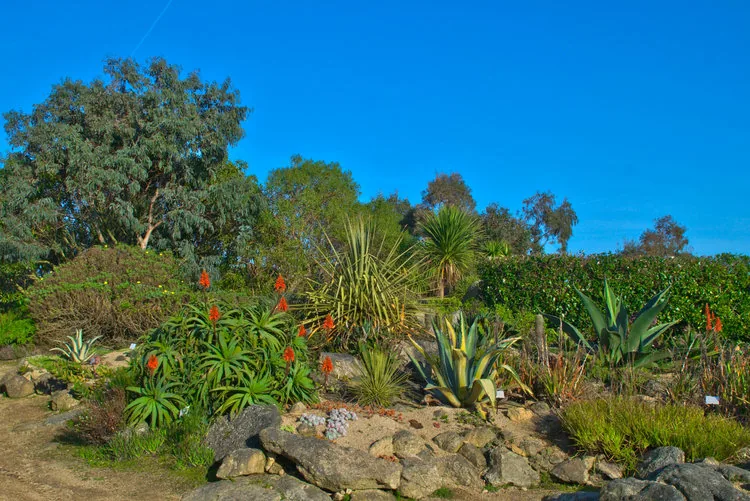 Jardin Exotique de Roscoff à Roscoff, Finistère (29)