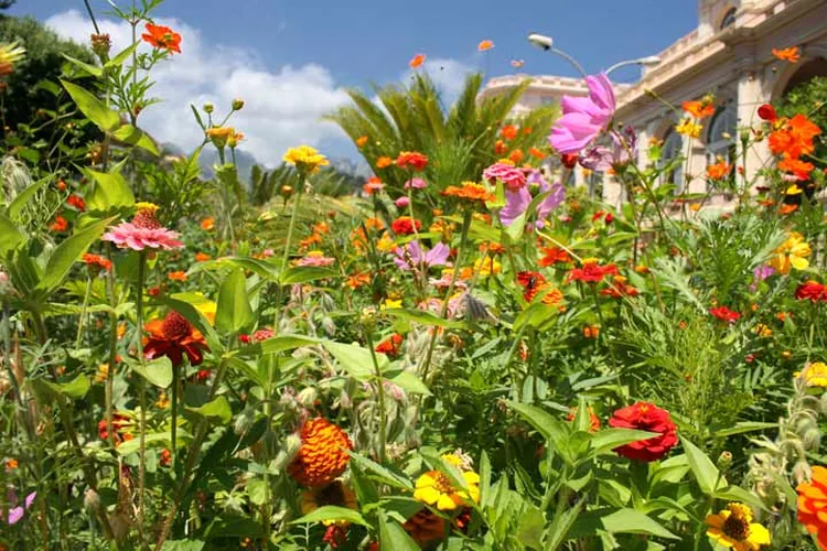 Jardin de la Serre de la Madone à Menton, Alpes-Maritimes (06)