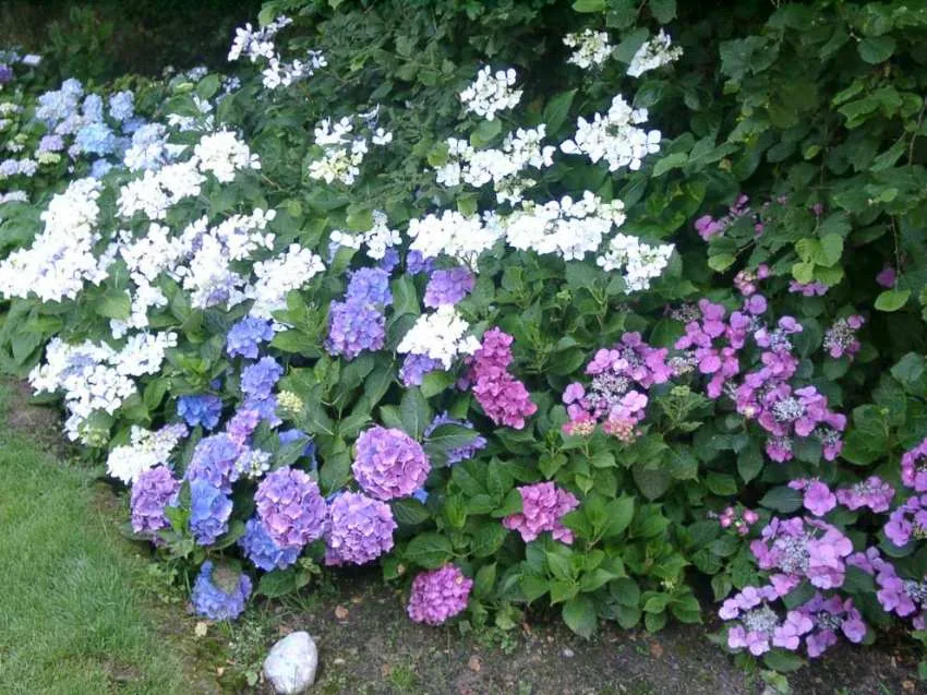 Jardin Shamrock à Varengeville-sur-Mer, Seine-Maritime (76)
