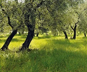 Jean Martin - Confiseur d'Olives à Maussane-les-Alpilles, Bouches-du-Rhône (13)