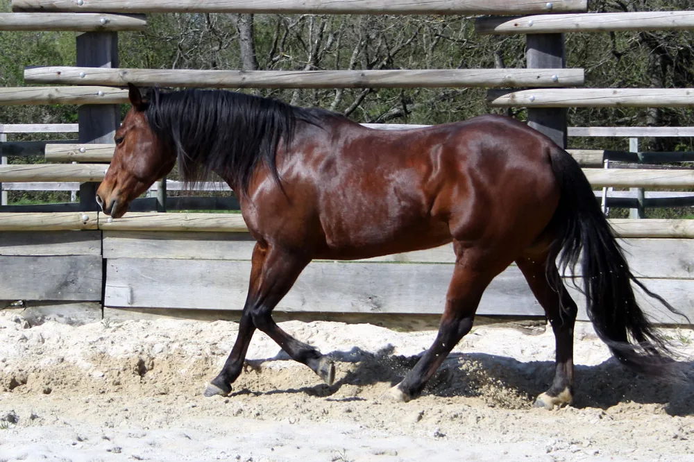 L'Accalmie Quarter Horses