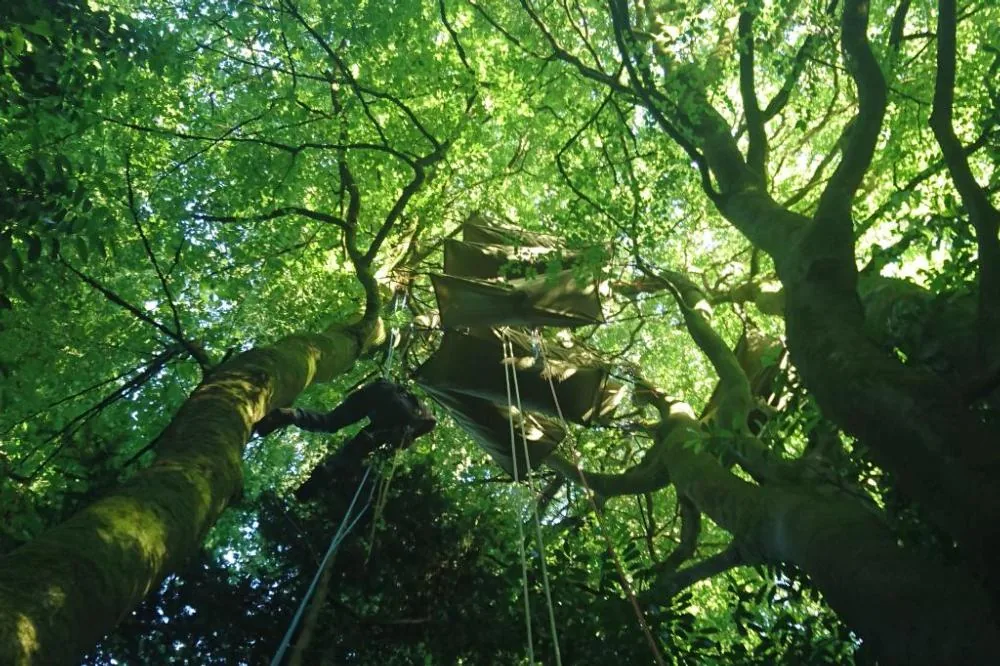 L'Arbonambule à Quimper, Finistère (29)