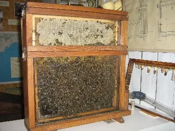 L'Oustal des Abeilles à Faugères, Hérault (34)