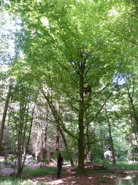 L'Arbre à Lutik à Plouisy, Côtes-d'Armor (22)