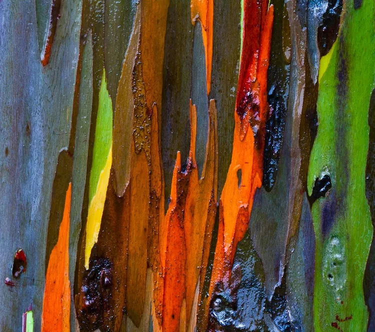 L'Arbre aux 7 Couleurs à Saint-Étienne, Loire (42)