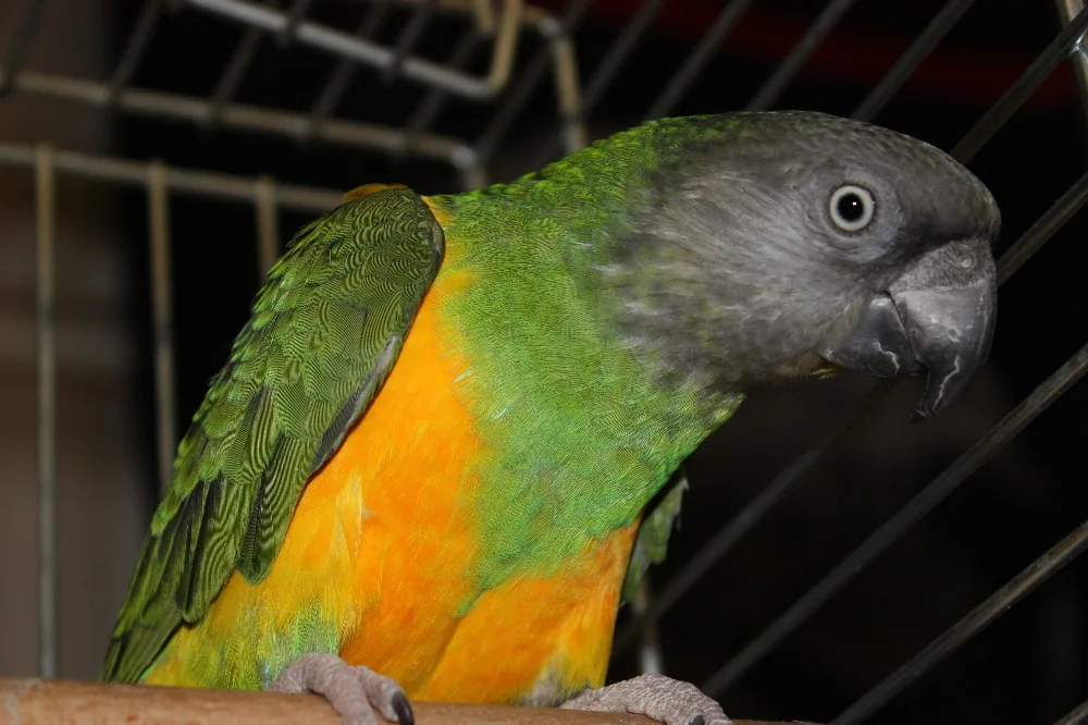 La Compagnie des Animaux à Bourg-en-Bresse, Ain (01)