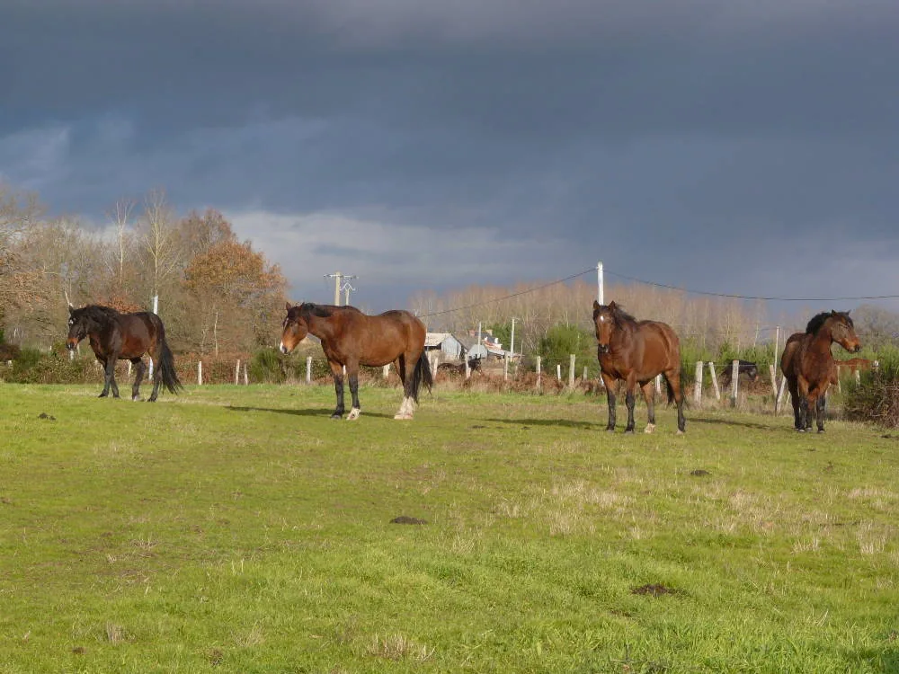 La Ferme du Tertre à Fougeré, Maine-et-Loire (49)