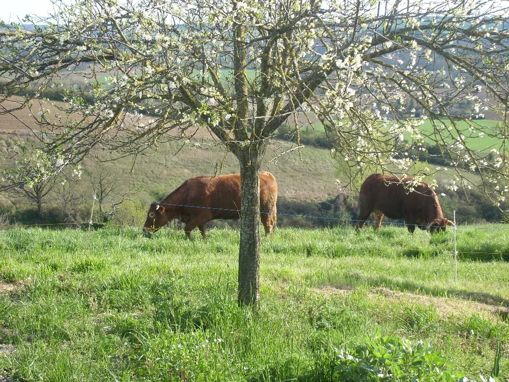 La Ferme en Coulon à Fiac, Tarn (81)