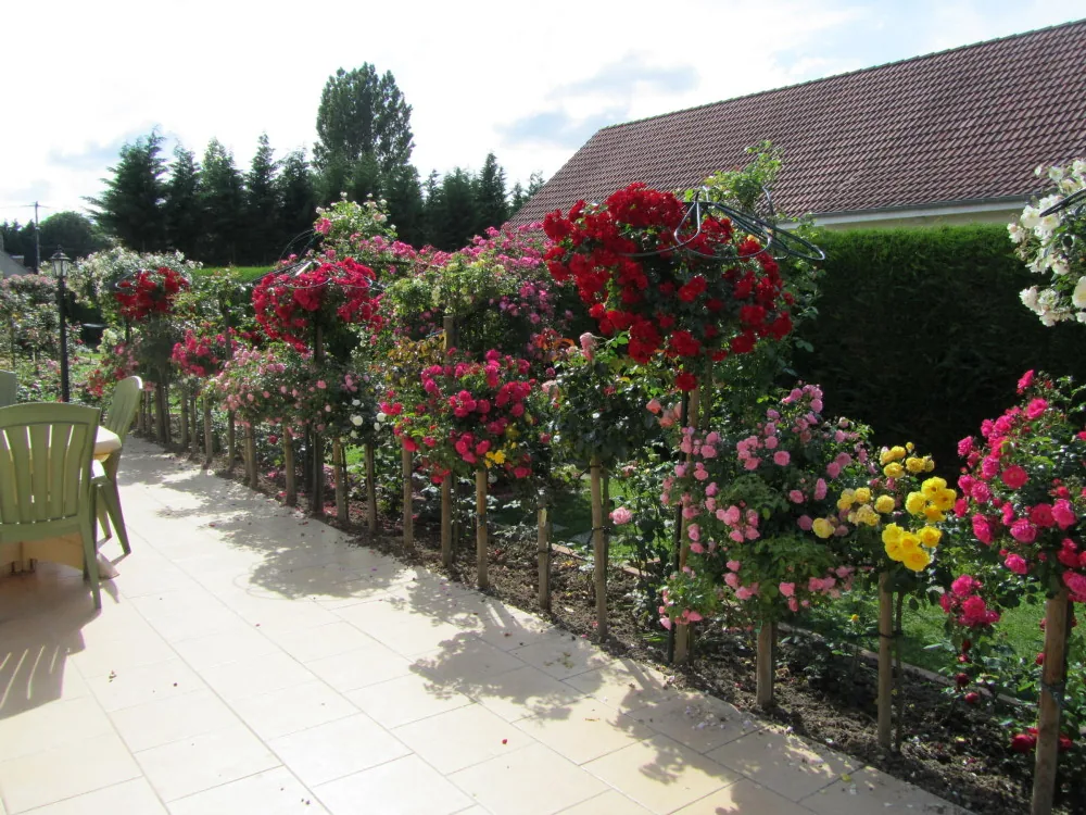 Rosiers tiges le long d'une terrasse
