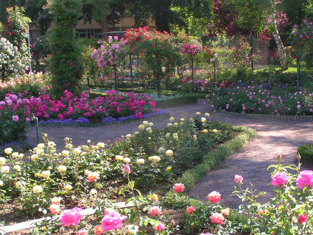 La roseraie à Schiltigheim, Bas-Rhin (67)