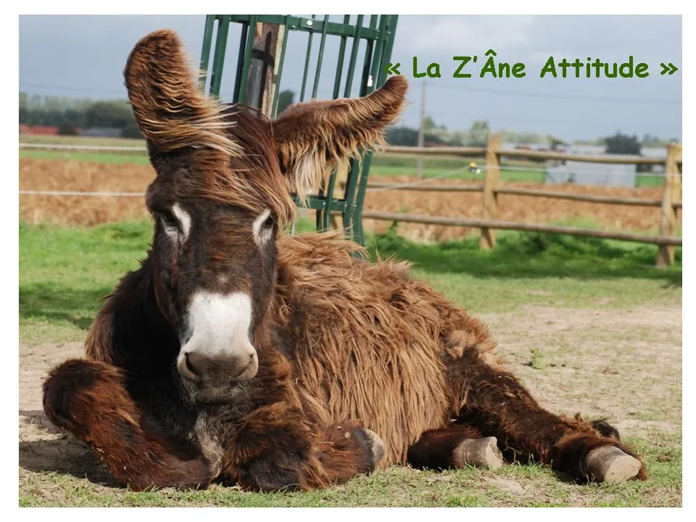 La Z'âne Attitude à Frelinghien, Nord (59)