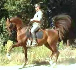 La Petite Academie Equestre à Thiescourt, Oise (60)