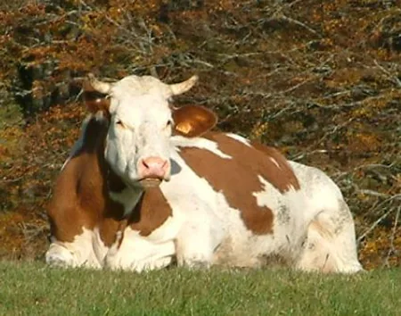 La Ferme Pédagogique des Frasses à Château-des-Prés, Jura (39)