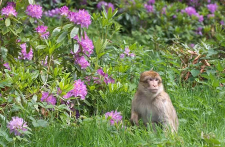 La Montagne des Singes à Kintzheim, Bas-Rhin (67)