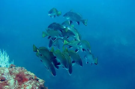La Sirène Plongée à Argelès-sur-Mer, Pyrénées-Orientales (66)