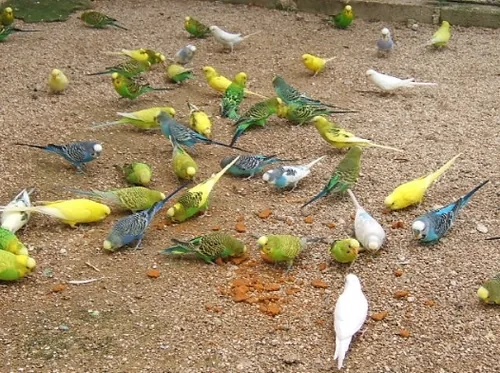 La Ferme aux oiseaux exotiques à Athis, Marne (51)