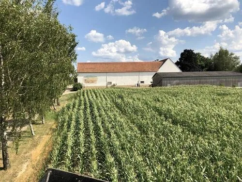 Labyrinthe de Maïs Géant à Breidenbach, Moselle (57)