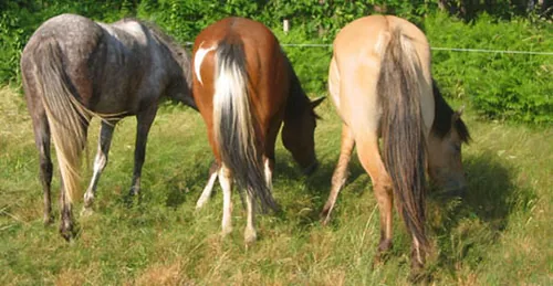 Lacanau Equi-Passion à Lacanau, Gironde (33)