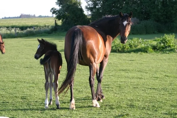 La Chaumière aux Poneys à Le Tilleul-Othon, Eure (27)