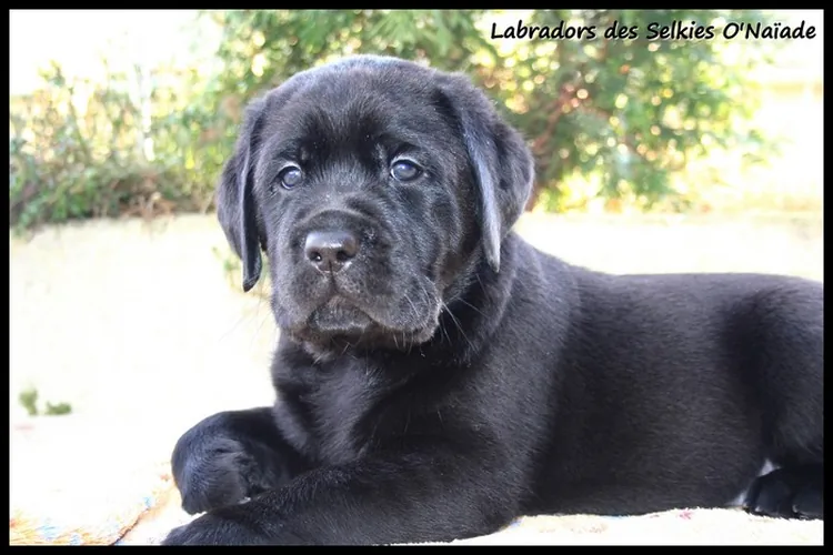 Labradors des Selkies O'Naïade à Puttelange-aux-Lacs, Moselle (57)