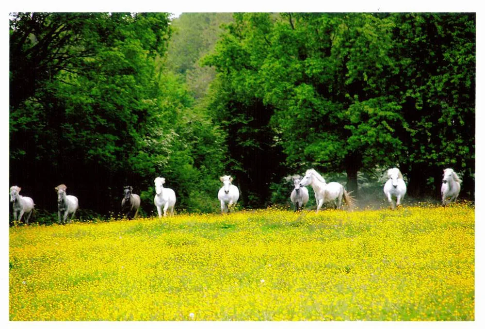 Le Roc au Loup à Andouillé, Mayenne (53)