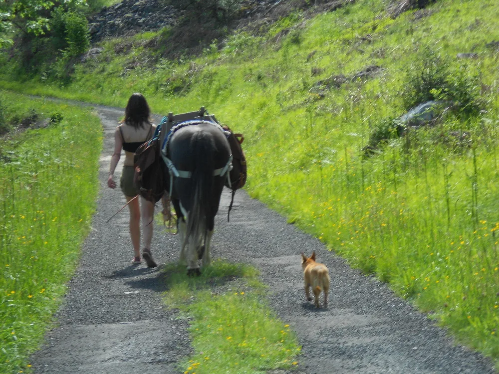 Les Attelages de l'Artense à Lanobre, Cantal (15)