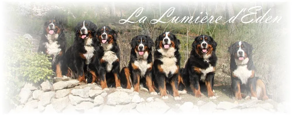 Les Bouviers Bernois de la Lumière d'Eden à Saint-Maurice-sur-Dargoire, Rhône (69)