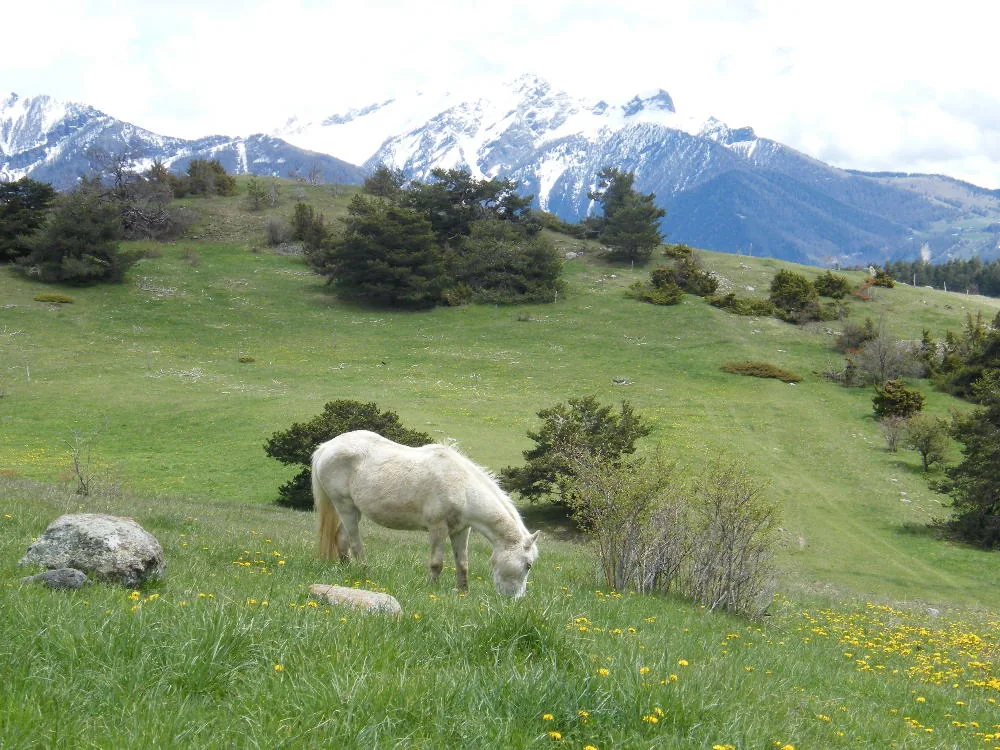 Les Crins du Bonheur à Saint-Bonnet-en-Champsaur, Hautes-Alpes (05)