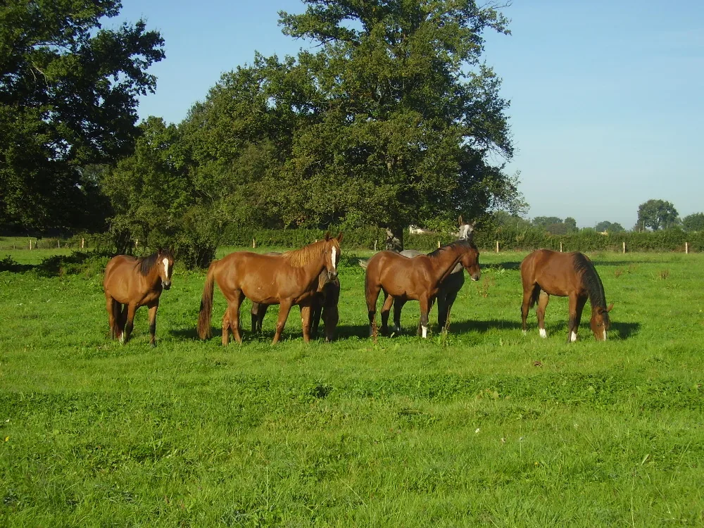 Les Ecuries d'Espigaou à Saint-Yan, Saône-et-Loire (71)