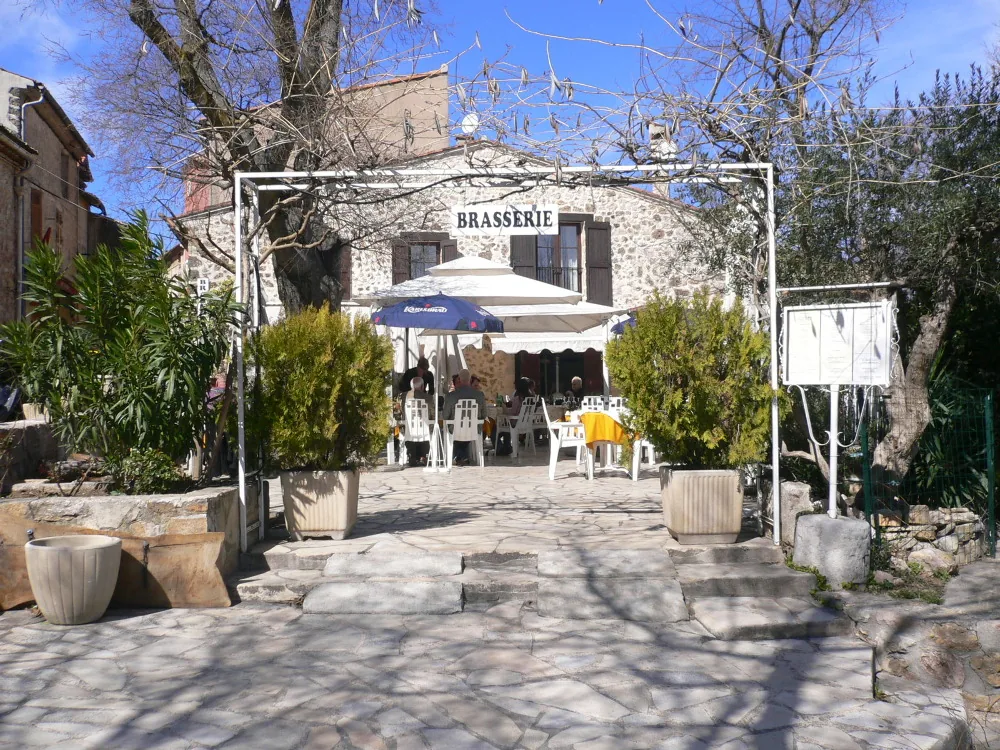 Les Pins à Sillans-la-Cascade, Var (83)