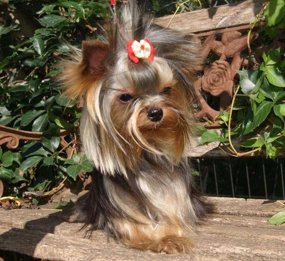 Les Yorkshire Terriers Of Meadow Cottage à San-Giuliano, Haute-Corse (2B)