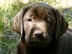 Les Labradors du Kastell Dinn à Rosnoën, Finistère (29)