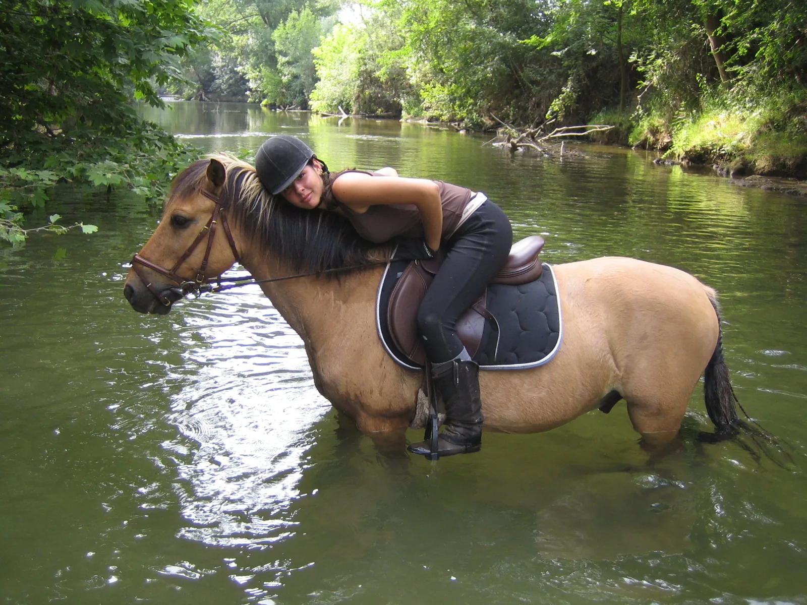 Les Poneys d'Alcibiade à Le Cannet-des-Maures, Var (83)