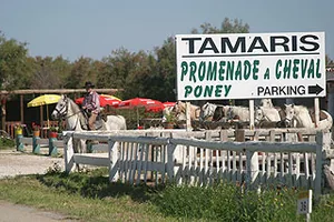 Le Tamaris à Saintes-Maries-de-la-Mer, Bouches-du-Rhône (13)