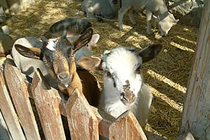 les chèvres naines