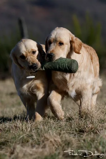 Les Goldens Retriever des Chemins Bleus du Paradis à Brue-Auriac, Var (83)