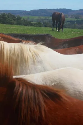 Les Kat Balous Centre Equestre à Sauxillanges, Puy-de-Dôme (63)
