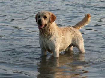 Les Labradors du Sable des Jhalles à Saint-Laurent-de-la-Salanque, Pyrénées-Orientales (66)