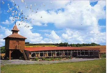 Les Pigeons du Mont Royal à Lombers, Tarn (81)